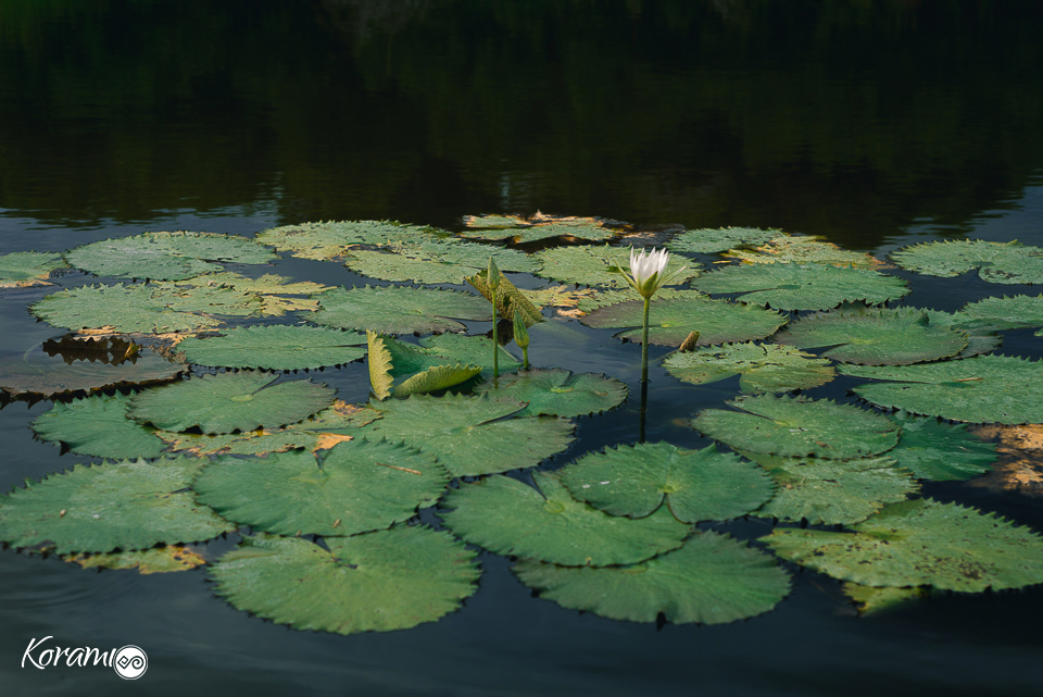 playa_korami-colima-playa_de_la_cuyutlan_fotografos_de_boda_fotografos_colima-nasa-la-la-land-03
